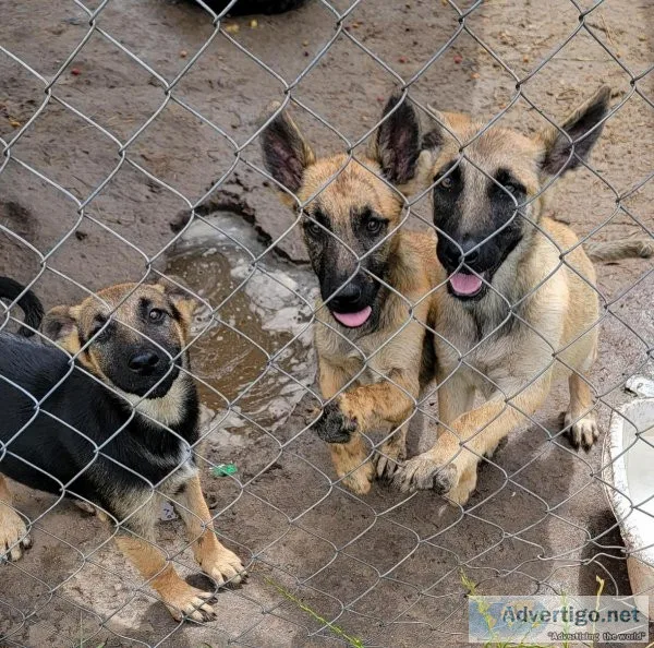 Dutch Shepherd German Shepard