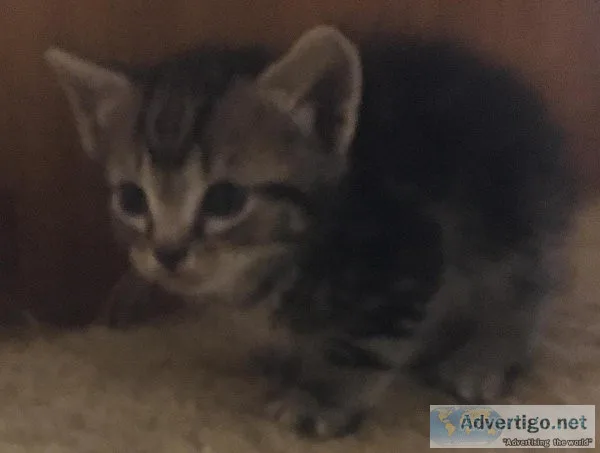 Free kittens to good home