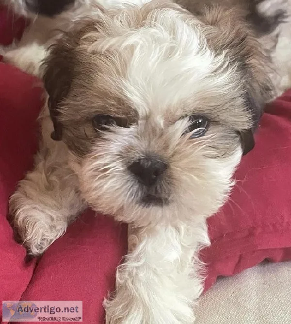 Male shih tzu
