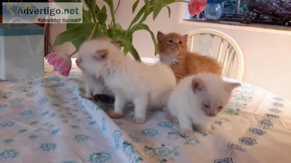 Male blue point ragdoll kittens.