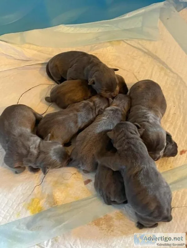 Full blooded bullies