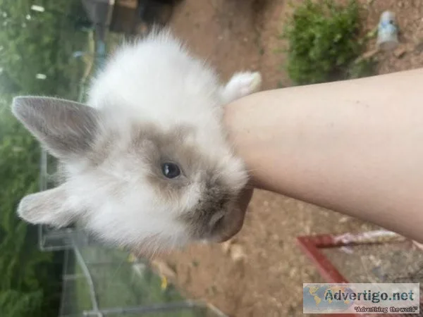 Lionhead rabbits