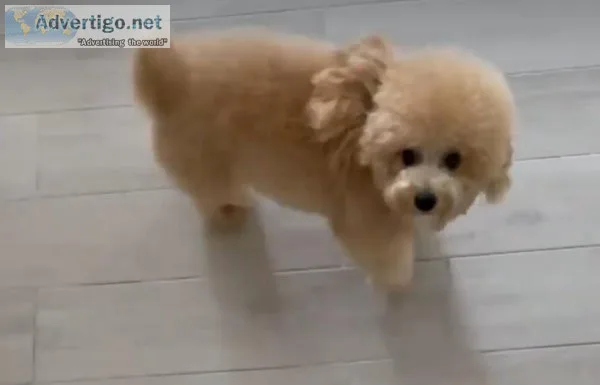 Cute Pomeranian Puppy For Sale