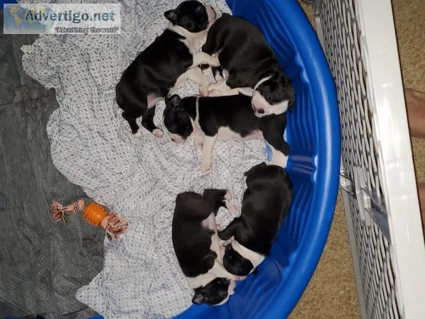 Boston terrier