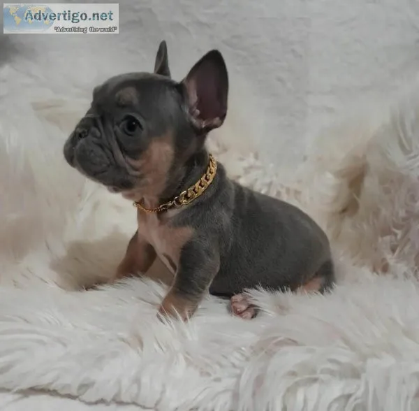 Cute French Bulldog Puppy