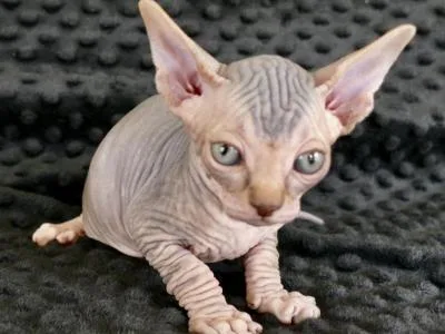 Hairless sphynx kittens