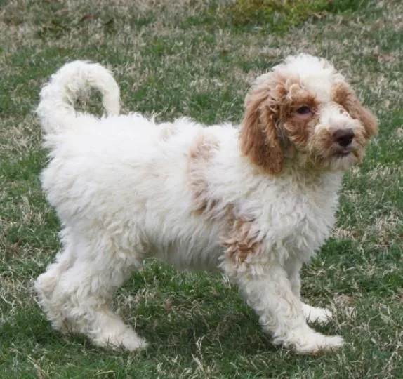 Shotzy- Male Goldendoodle 16 weeks
