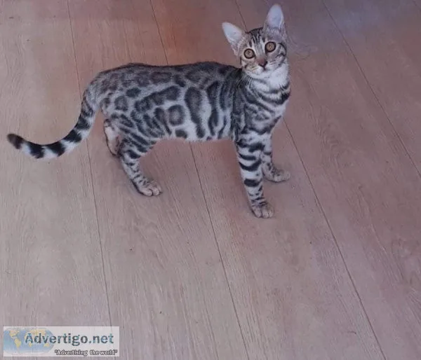 Bring Healthy Bengal Kittens Home - Willow Dream Bengals