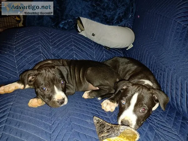 Bully pups 2 females