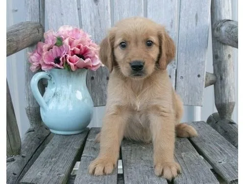 Golden retriever puppies