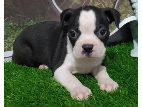 Boston terrier puppies