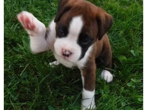 Boxer puppies Ready to go
