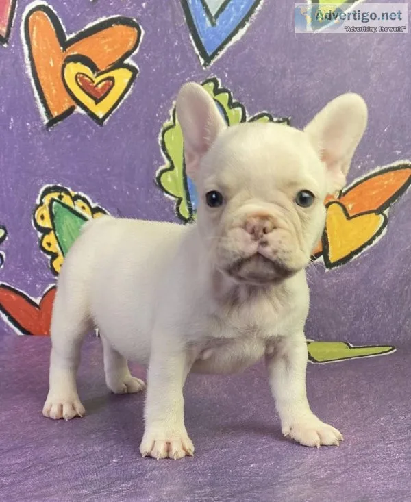 Sandy French Bulldog