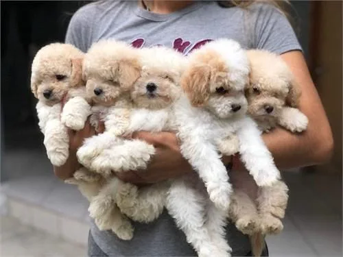 Perfect Maltipoo pup