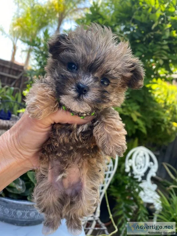 Tiny Teacup MaltiPoo Designer male puppy - MILAN