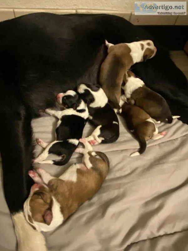 Puppies for Sale