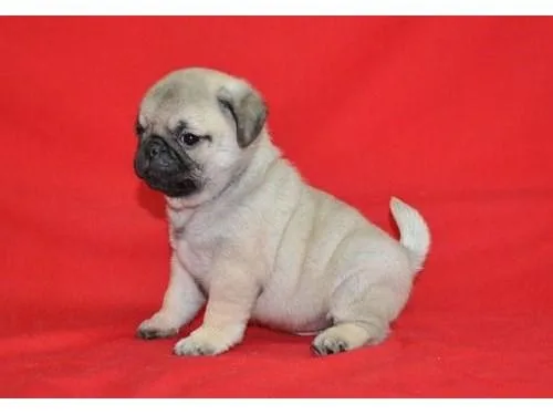 Pug Puppies For sale