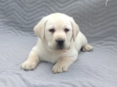 Chip Labrador Retriever