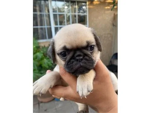 Pug Puppies