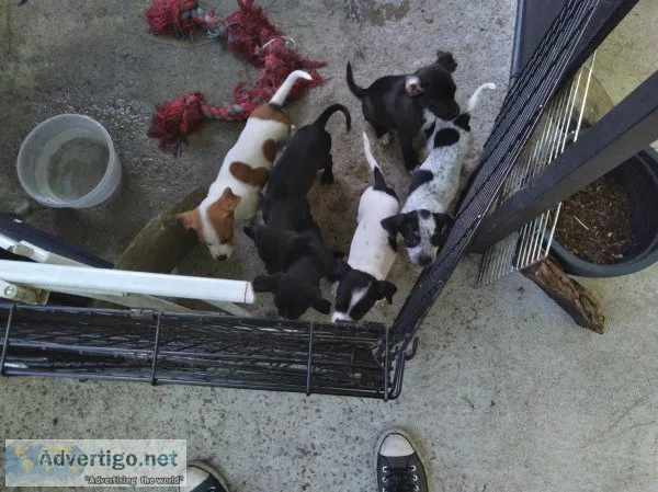 Puppies for FREE