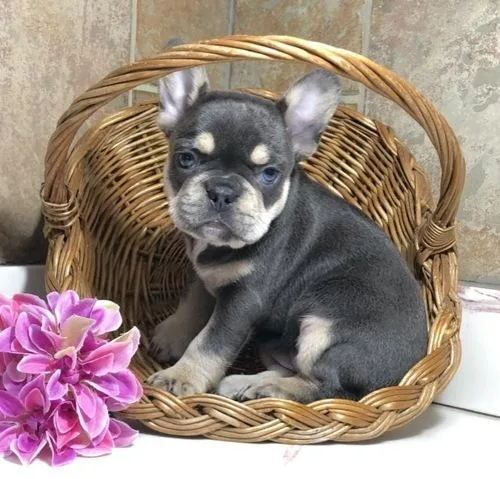 chocolate cream and fluffy French Bulldog.
