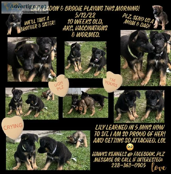 AKC GERMAN SHEPHERD PUPPIES