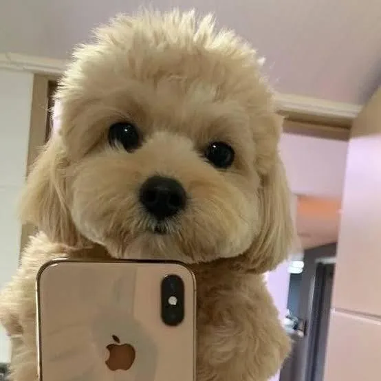 Puppy
