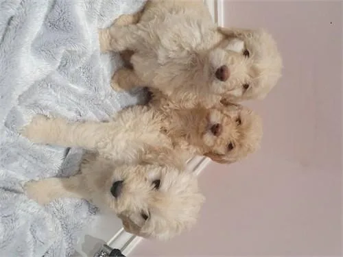 beautiful golden doodle