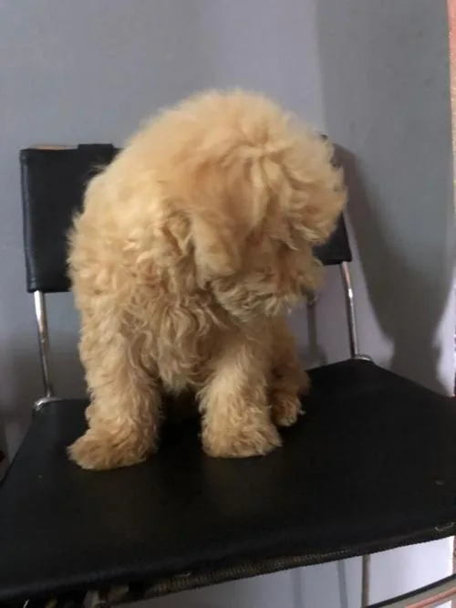 Golden Maltipoo Puppy