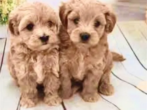 TINY MALTIPOOS FOR SALE