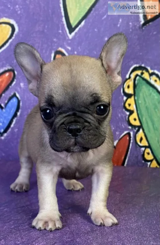 Pippy French bulldog