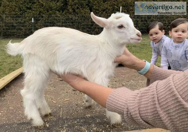ADGA Dwarf Nigerian (2) billy goats