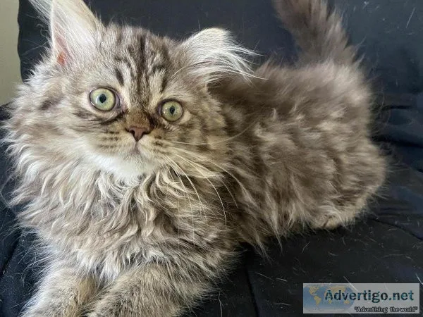 Persian
