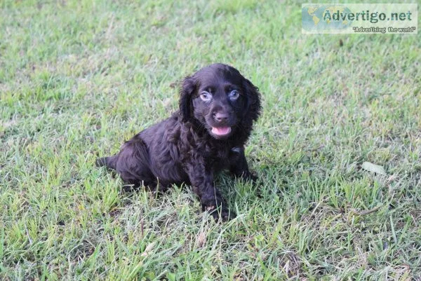 CKC Boykin Spaniel