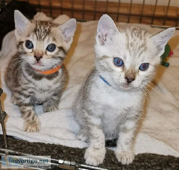 Bengal Kittens for Sale