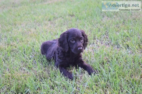 Boykin Spaniel