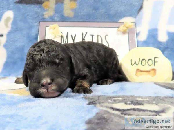 AKC Standard Poodle