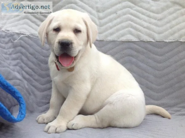 Jr Labrador Retriever