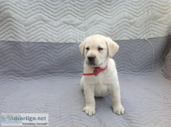 Dan Labrador Retriever
