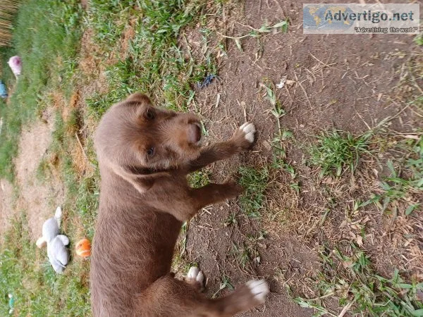 Poodle mix pups. Hypoallergenic