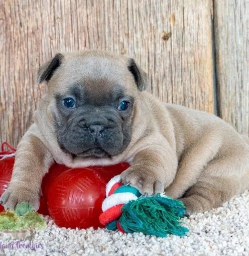 Adorable French Bulldog