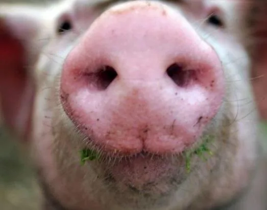 Pig Snouts