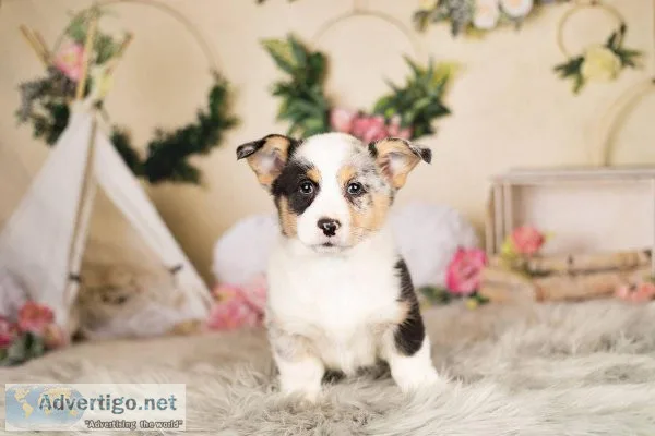 Female Pembroke Welsh Corgi Puppies.
