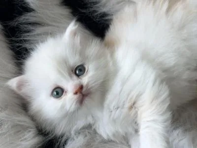 Male N Female Persian Kittens