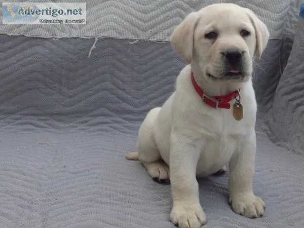 Dale Labrador Retriever
