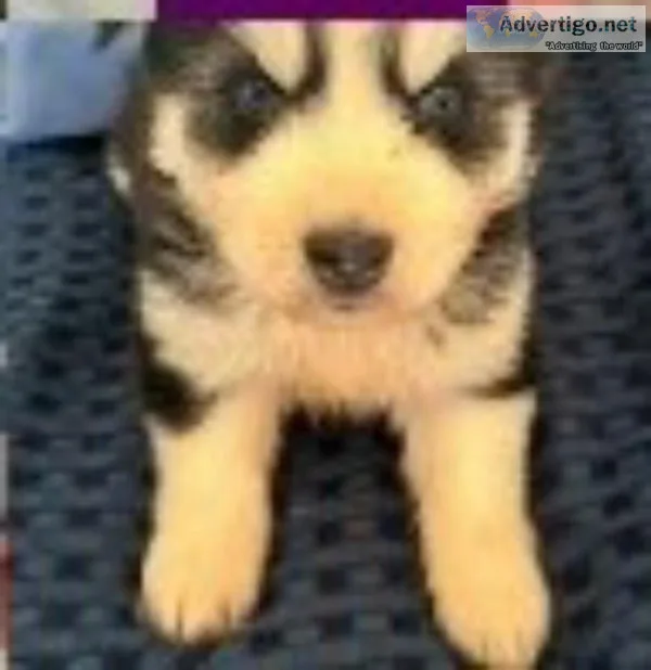 Female Aussie Husky Puppy for Home