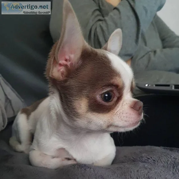 Chihuahua puppies -- Available Thurs 051922 --