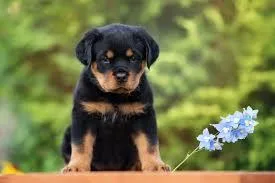 roteiler puppy...7300930479