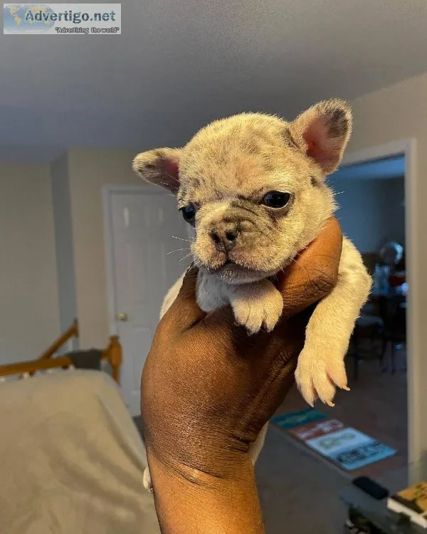 Blue tan Merle female French Bulldog Puppy.