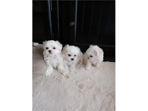 MaleFemale Pure Maltese